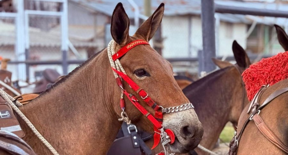 El recorrido comenzó por los caminos de herradura que conectaron a Antioquia con Caldas. 