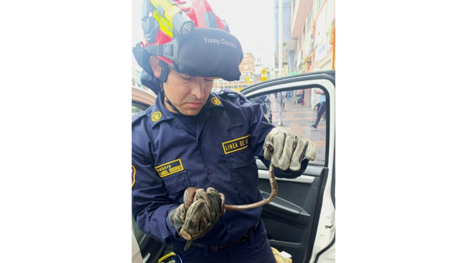 Bomberos de Manizales rescató serpiente caracolera en el barrio Los Agustinos.