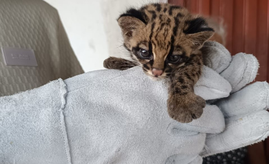 El tigrillo deberá pasar a un proceso de rehabilitación para procurar su liberación en el hábitat natural.