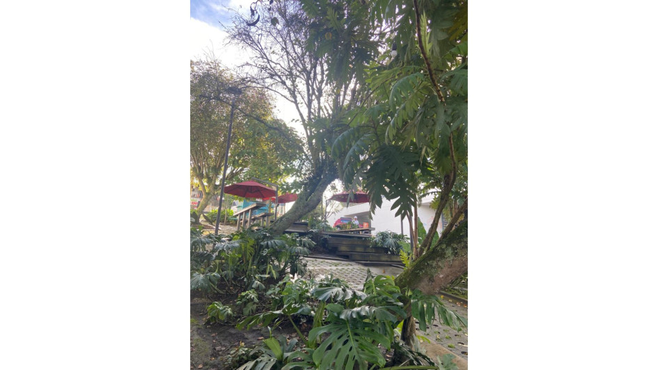 Estos son los árboles que pueden generar peligro para los transeúntes.