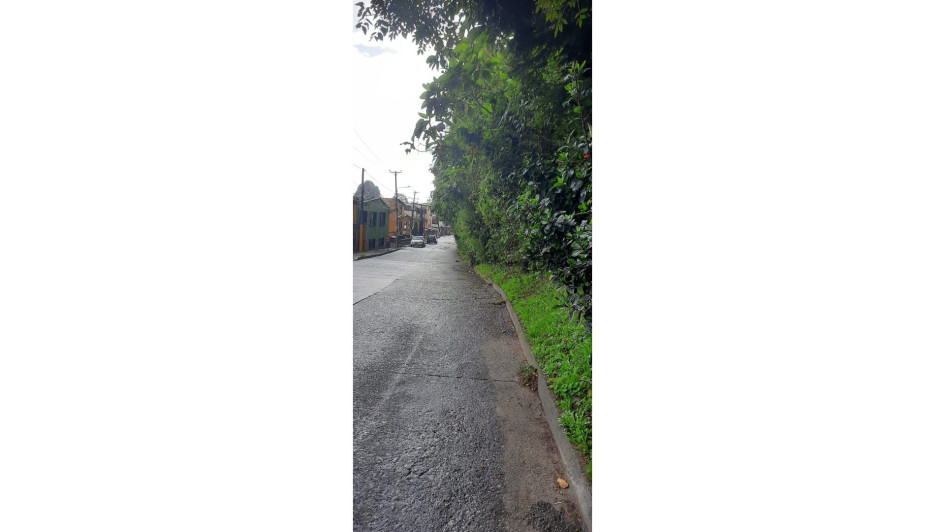 Los árboles que afectan la visibilidad de los conductores.