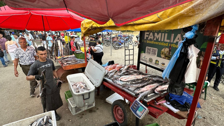 La Dorada (Caldas) es epicentro de la venta del bagre rayado en Colombia.