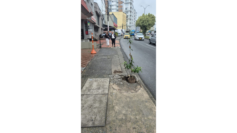 La mata que ubicaron hace pocos días para evitar accidentes.