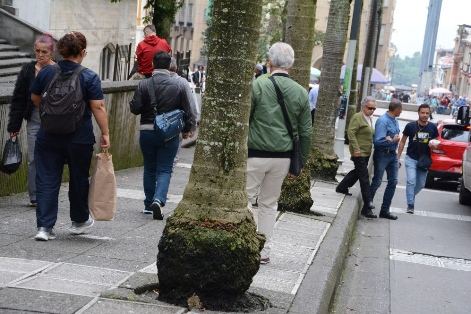 Estas son las palmas que la comunidad pide que le presten atención con el propósito de evitar accidentes en un sector tan concurrido de la ciudad. Están en un costado de la Catedral de Manizales.