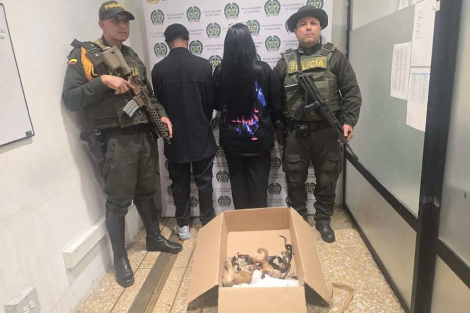 Los capturados habían sedado y ocultado en sus partes íntimas a seis primates recién nacidos con el fin de traficar ilegalmente con ellos hasta República Dominicana