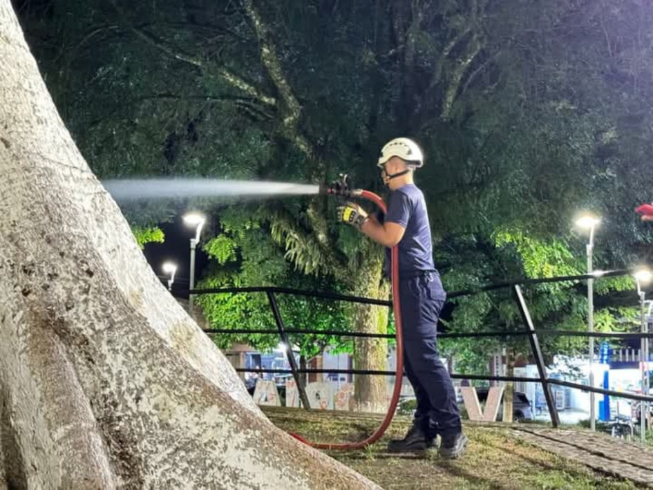 Un individuo vertió un líquido dudoso sobre la ceiba de Victoria (Caldas). Bomberos y policía protegieron el árbol 
