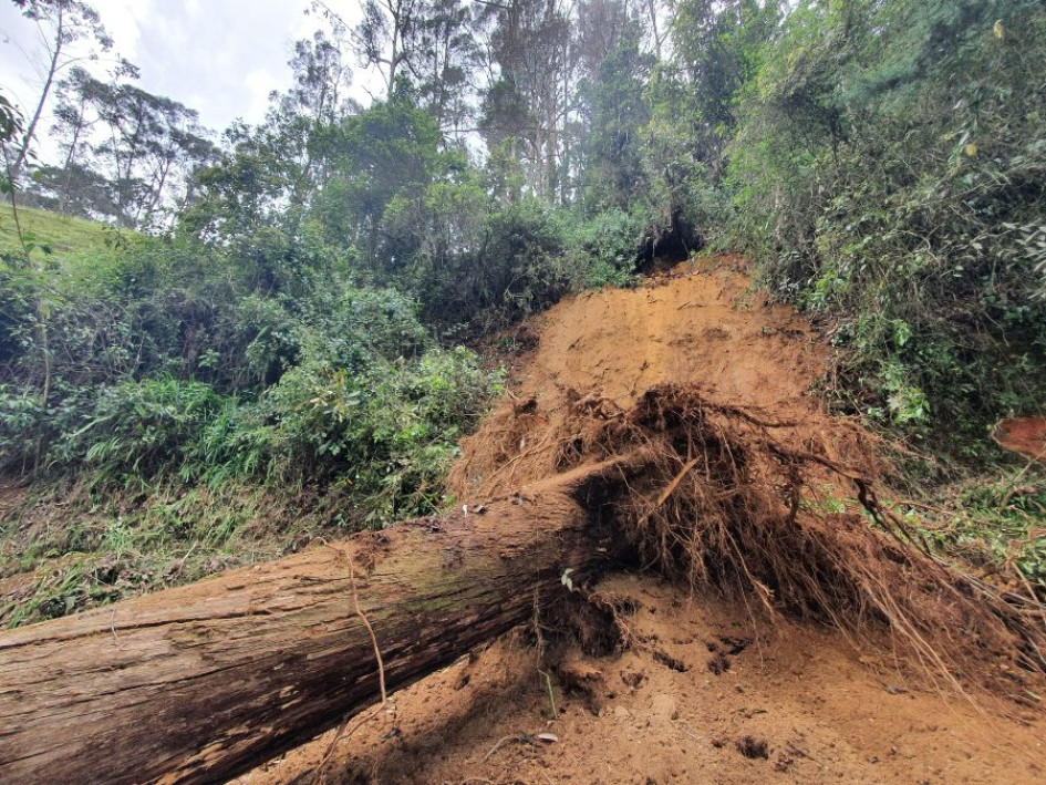 Caída de árbol en Marulanda