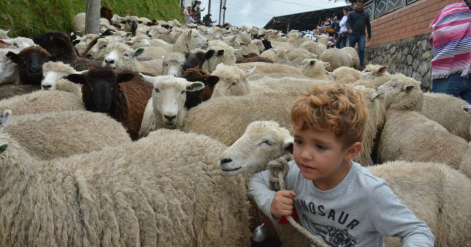 El desfile de ovejas en Marulanda (Caldas), una tradición del Festival de la Lana.