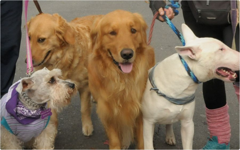 Puede ingresas perros de todas las razas. Si es catalogado como raza peligrosa se recomienda ingresarlo con bozal para evitar accidentes. 