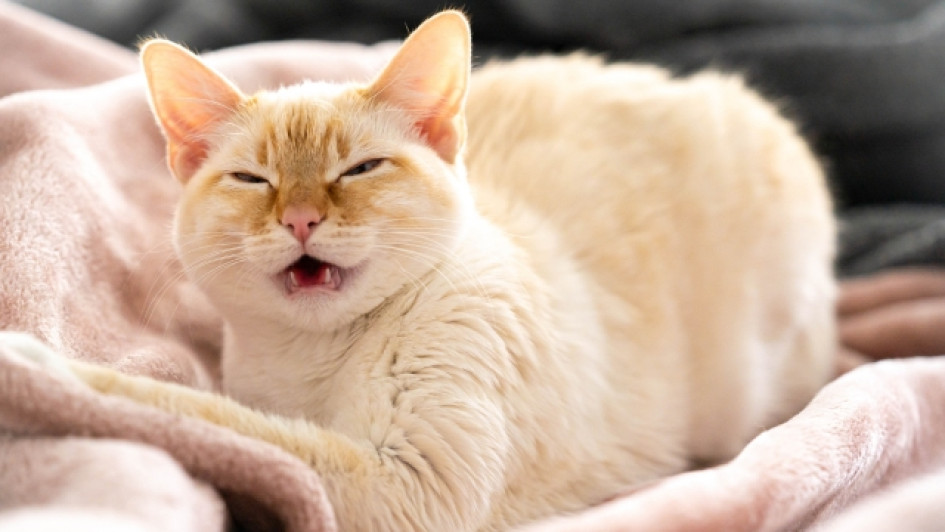 Gato estornudando