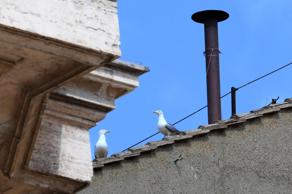 Gaviotas sobre el techo de la Capilla Sixtina.