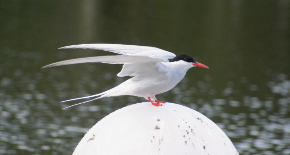 Gaviotín ártico (Sterna paradisaea) en el malecón Cameguadua.