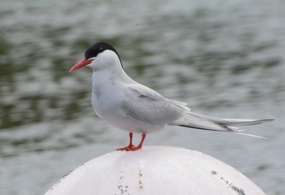  Esta ave costera sorprendió con su llegada al malecón de Cameguadua, en medio de las montañas de Chinchiná (Caldas)