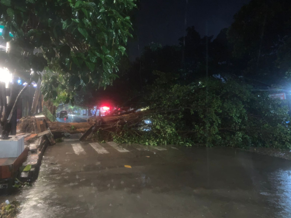 Árbol caído en La Dorada (Caldas) tras fuertes lluvias.