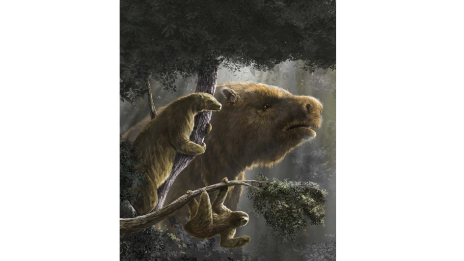 Bradypus tridactylus; a la izquierda, Hapalops elongatus; al fondo, Megatherium americanum.