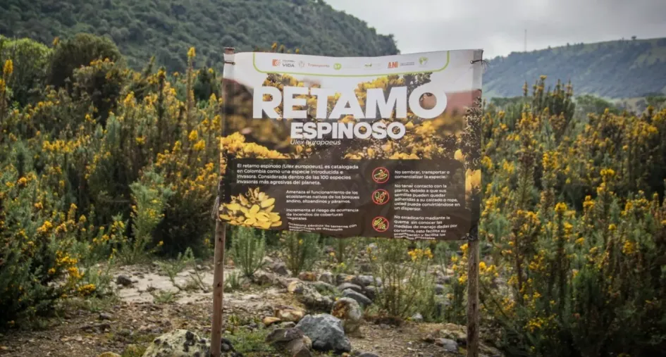 El retamo espinoso en la cuenca el río Lagunilla, en la vía Manizales - Murillo.
