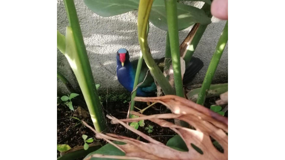 La tingua azul (Orphyrio martinica)