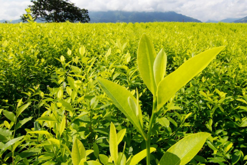 Cultivos de hoja de coca