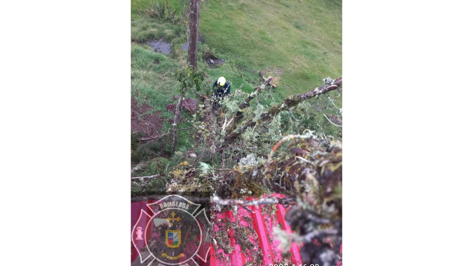 Un árbol se desplomó en el sector La Arenera de Pensilvania a causa de las fuertes lluvias.