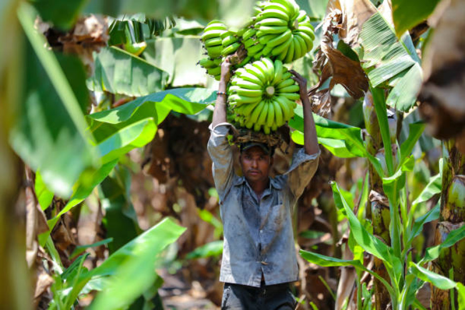 Foto | Tomada de iStock | LA PATRIA La vereda El Trébol de Chinchiná se prepara para celebrar este puente festivo que se avecina el Primer Festival del Plátano, como homenaje a los campesinos que lo cultivan.