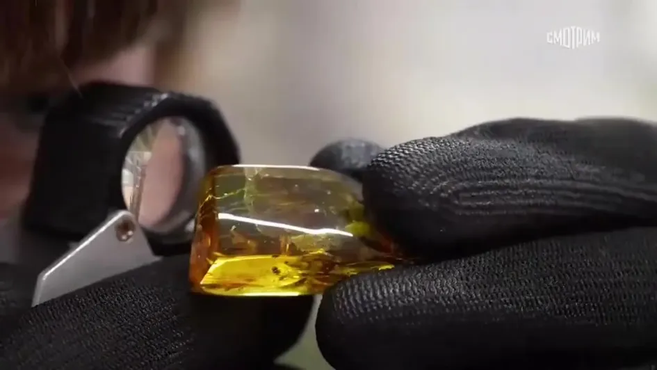 El insecto del orden Blattodea se encuentra conservado en un trozo de ámbar de 41x21 milímetros.