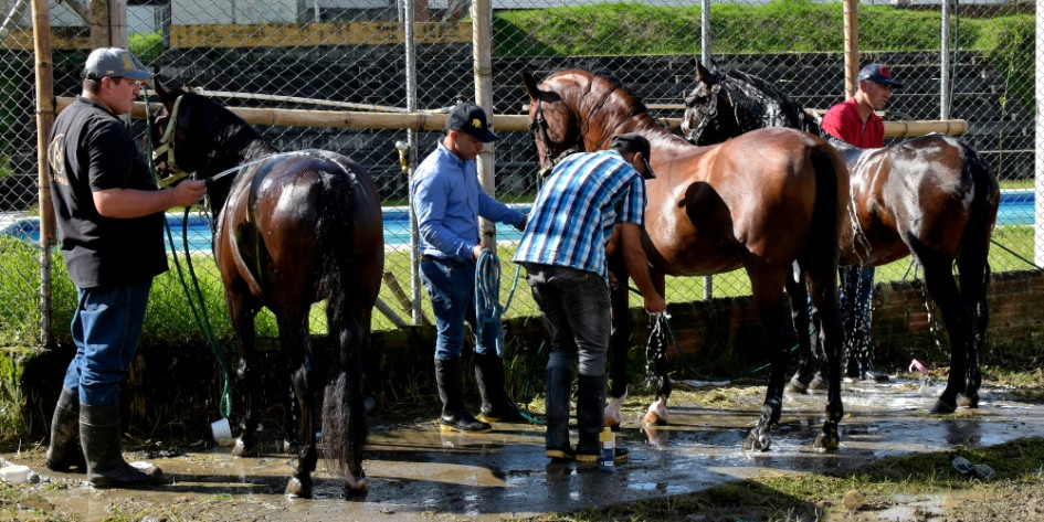 Los caballos ya están listos en Salamina para competir en la XXXVIII Exposición Equina Grado B, en el marco del Bicentenario.