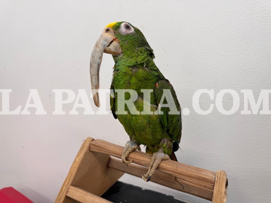 El loro, con 32 años en cautiverio, presenta un deterioro grave en su estado de salud.