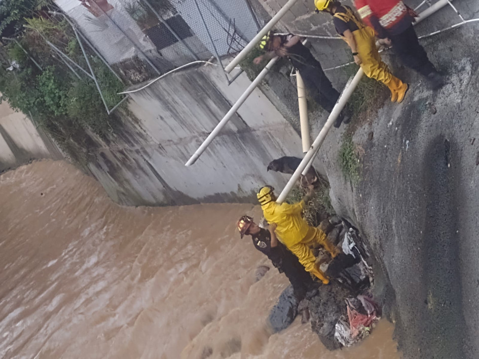 10 socorristas debieron formar una cadena humana para rescatar al perro que estuvo cerca de caer al agua.
