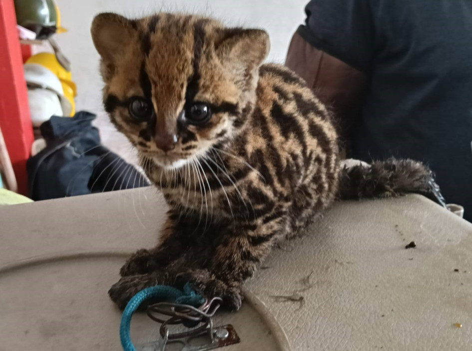 Los tigrillos no son mascotas. El Cuerpo de Bomberos resaltó la labor de la comunidad por reportar el caso.