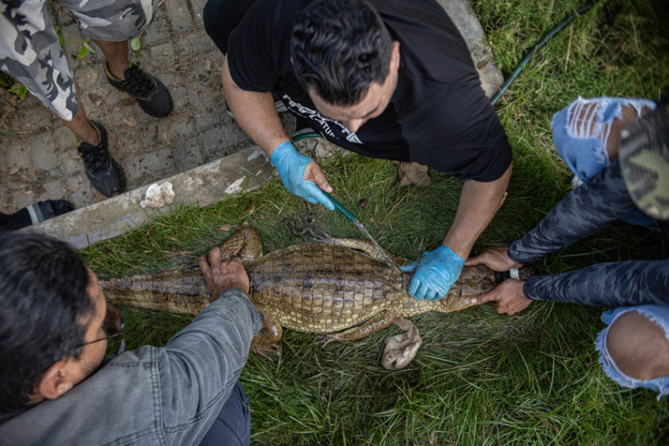 Personas retiran manchas de petroleo a un cocodrilo este martes, en Maracaibo (Venezuela).