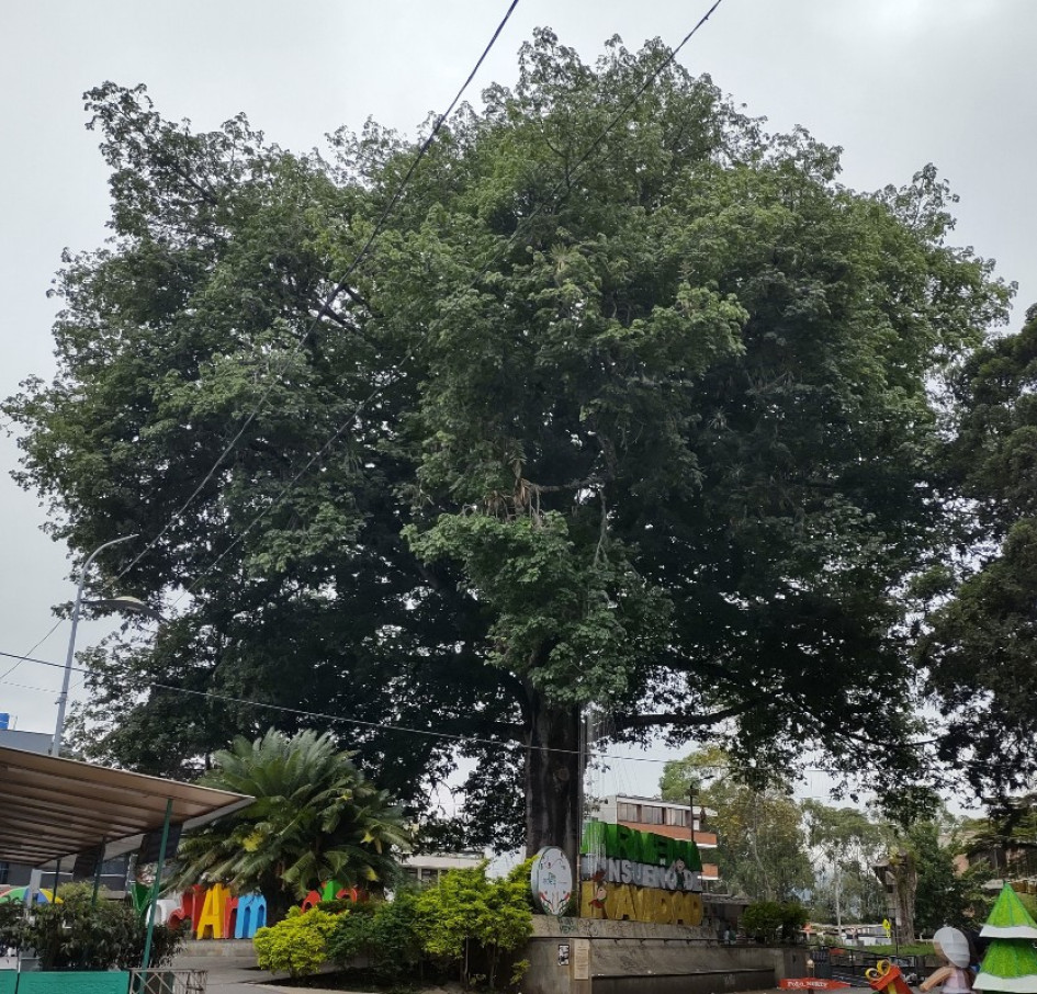 “Armenia busca proteger Ceiba Bonga de 70 años: campaña por patrimonio natural”