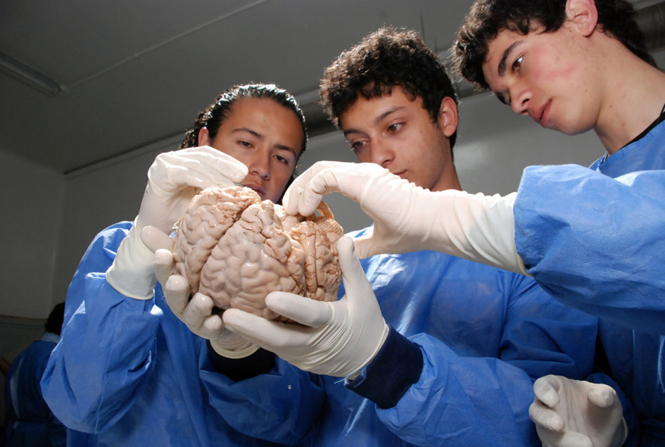 Aprende, se adapta y puede sanar… incluso en la vejez.