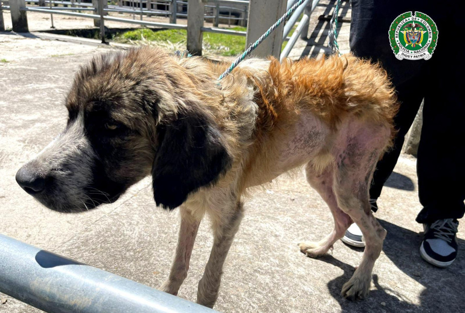 Uno de los 26 perros incautados.