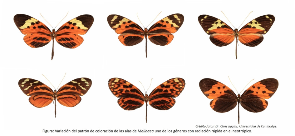 Variación del patrón de coloración de las alas de Melinaea, uno de los géneros con radiación rápida en el neotrópico.