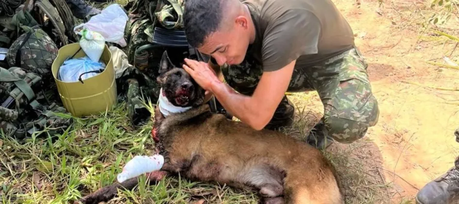 El belga malinois Sansón, del Ejército, activó una bomba del Eln para salvar la vida de 36 personas. Como consecuencia, perdió una pata.