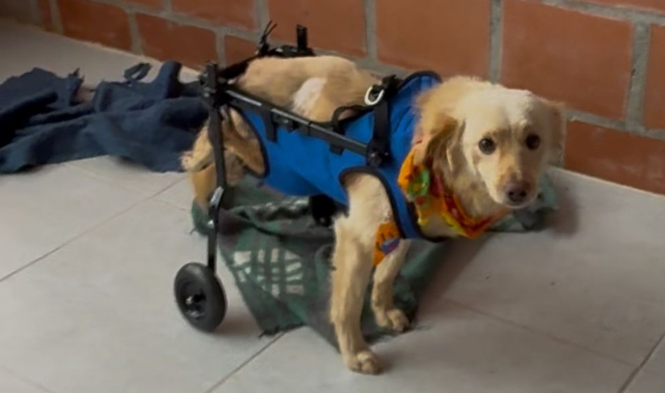 Recibe visitas diarias y hasta tiene un espacio especial en la alcaldía