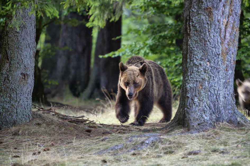 La víctima, de 48 años, fue arrastrada por el animal a un barranco de aproximadamente 60 metros.