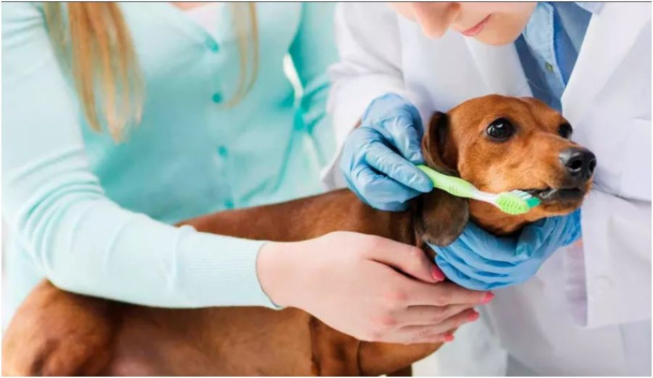 El cuidado de los dientes también es importante en los perros.