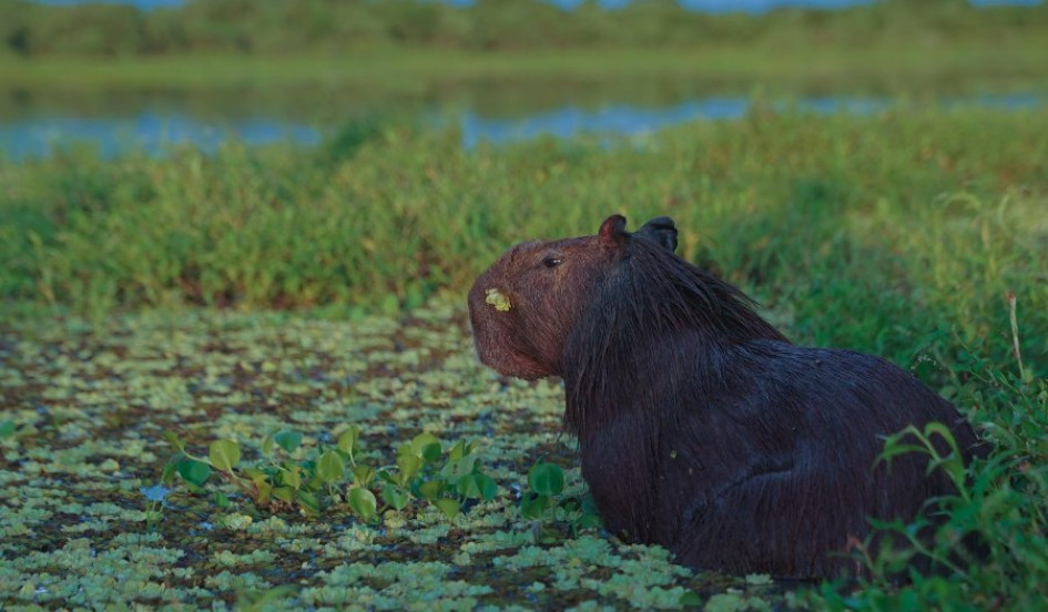  El chigüiro habita en grupos familiares cerca de cuerpos de agua dulce como ríos y humedales.