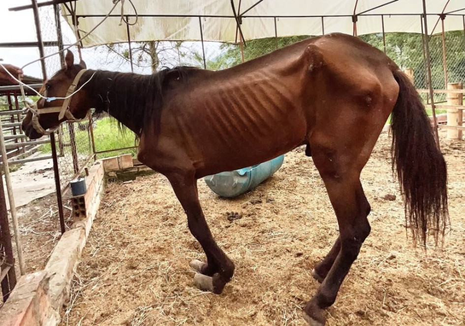 El viernes 25 de julio en Pereira habitantes de Cuba, al sur occidente de la ciudad, denunciaron el mal estado de salud de un caballo. Las imágenes del animal se volvieron virales y el cantante Jhonny Rivera, amante de los equinos, decidió acogerlo en su finca.  La denuncia ciudadana primero tuvo eco en las autoridades ambientales, que ese mismo día, fueron hasta La Cuchilla de los Castro, un barrio de la ciudadela Cuba, a atender la situación. El reporte oficial señala que el equino, al parecer había sido