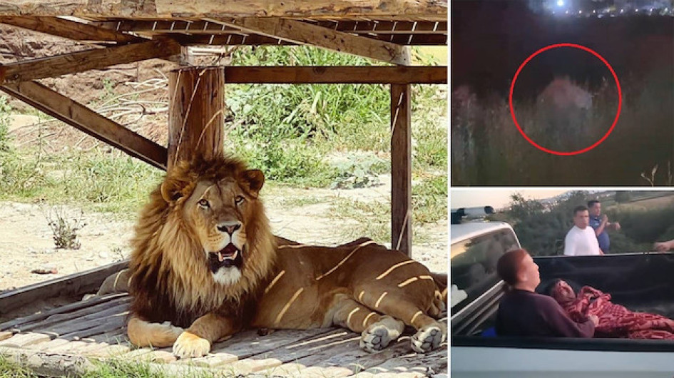 El león fue abatido.