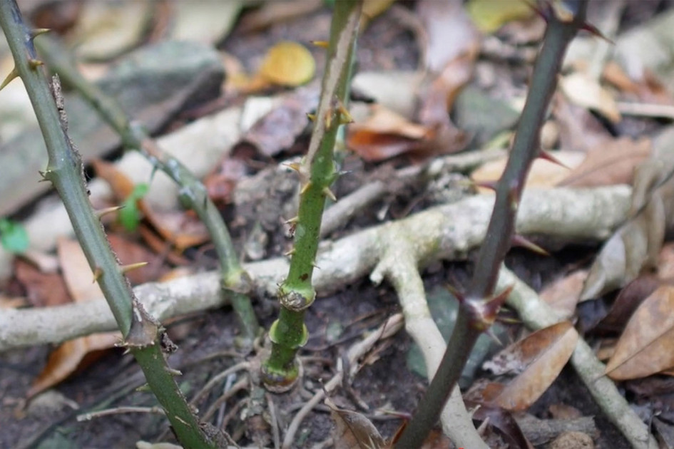 Gracias a la investigación, la raíz china tendría una segunda vida en Providencia. 