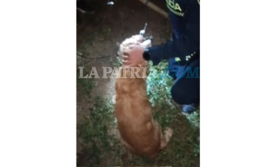 Los improvisados rescatistas pudieron liberar el perro, que no sufrió lesiones de consideración.