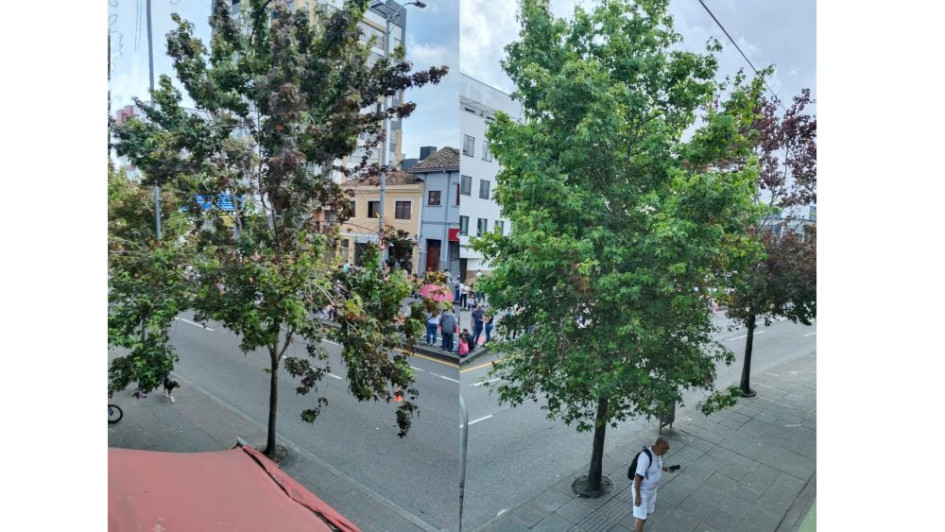 Algunos de los árboles que piden intervenir en la avenida Santander. 