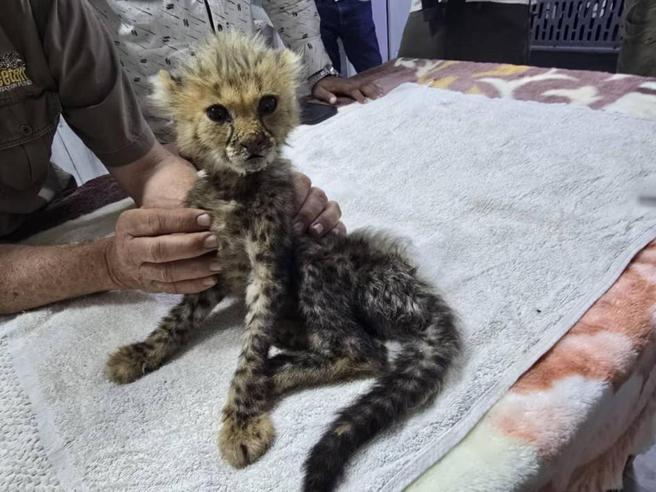 Los guepardos iban a ser traficados hacia el golfo Pérsico.