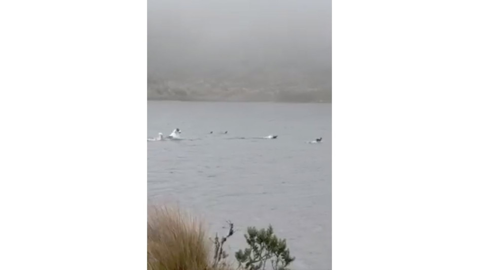 Un perro persigue a patos silvestres en un páramo de Cundinamarca.