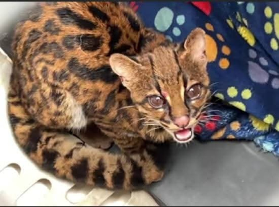 El tigrillo estaba en buenas condiciones de salud y lo liberaron en una zona boscosa, alejada del casco urbano.