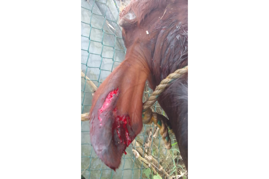 La ternera sufrió lesiones a causa de las mordidas de los tres perros. El propietario de uno se comprometió con responder con los gastos veterinarios.