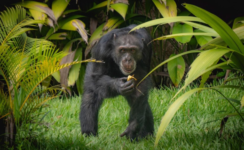 El chimpancé Yoko lleva cuatro meses viviendo en el Santuario de Grandes Primates de Sorocaba (Brasil). Antes estuvo siete años en el Bioparque Ukumarí de Pereira. Actualmente, por su estado de humanización, se le dificulta socializar con otros animales de su especie.
