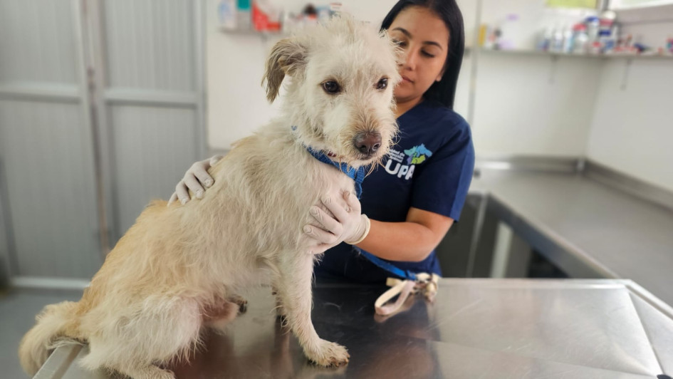 La unión entre ciudadanía e instituciones refleja la importancia del trabajo articulado para frenar el maltrato animal. 